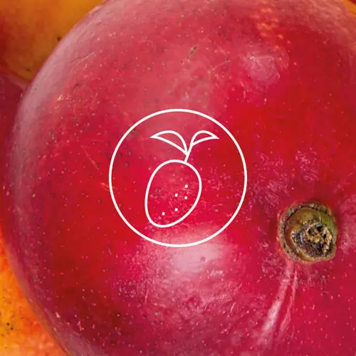 Wegańskie torebki z kolekcji Vivo zostały wykonane ze skór owocowych i roślinnych, w tym Fruitleather - skóry z mango, co potwierdza certyfika PETA Vegan Approved